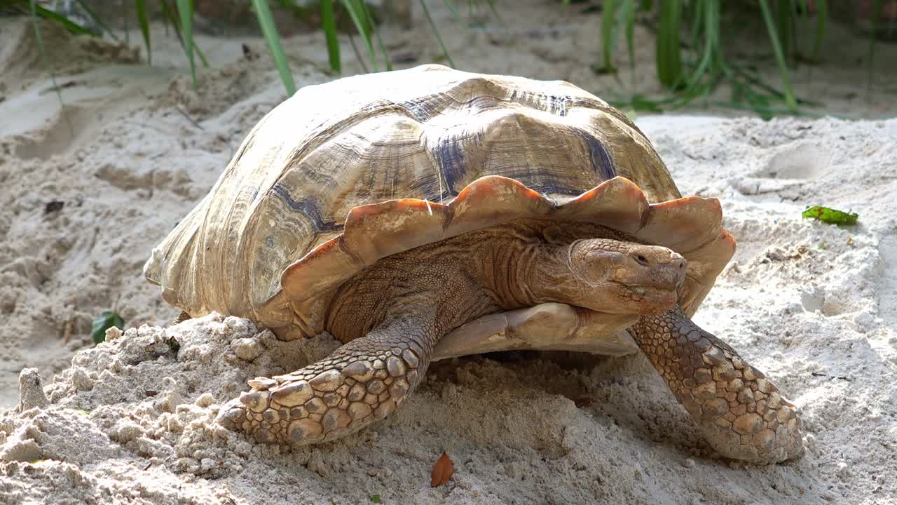Close up shot of an Aldabra giant tortoise (aldabrachelys gigantea) rests on a sandy surface