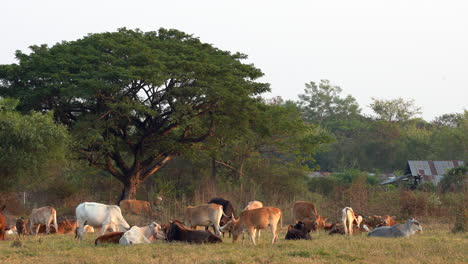 Una-Vista-Panorámica-De-Un-Pequeño-Rebaño-De-Vacas-Pastando-En-El-Pasto-Mientras-Se-Pone-El-Sol