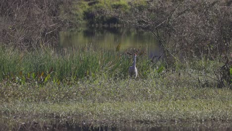 sandhill crane walking through tall grassland