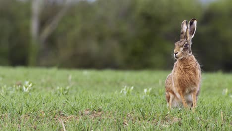 hare sitting in grassy field 01