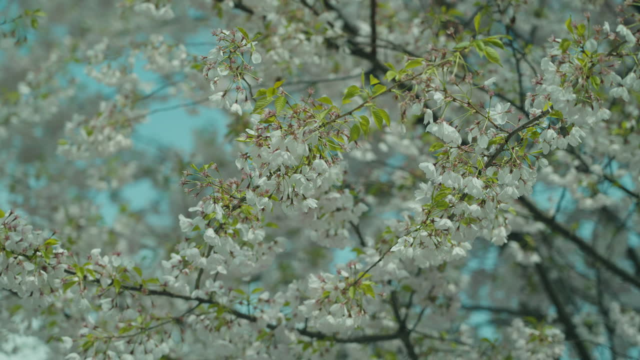 Fiori di ciliegio bianchi contro un cielo azzurro brillante, messa a fuoco morbida sui fiori e sulle foglie