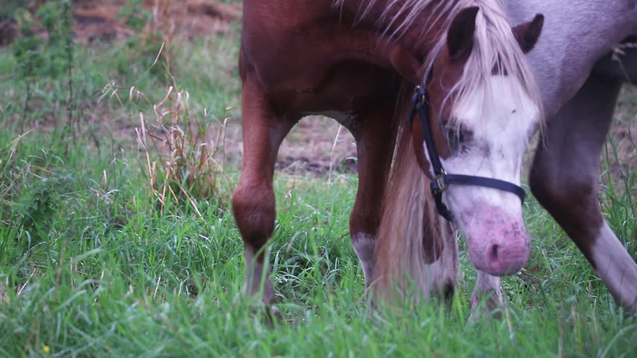 Close up shot of horses walking and eating grass.