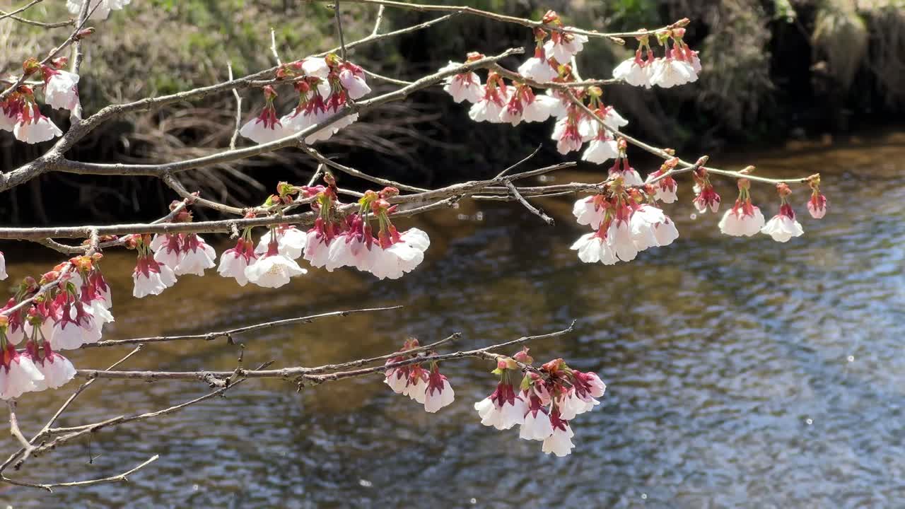Beautiful slow motion scenery with cherry blossom sakura against river