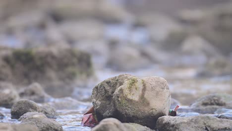 Plumbeous-water-redstart-on-Rock-in-Water-Stream