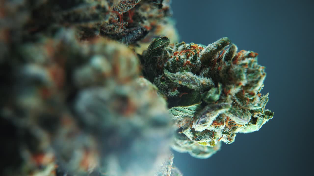 A vertical macro close-up cinematic shot of a cannabis plant, hybrid strains, Indica and sativa ,marijuana flower, on a 360 rotating stand, slow motion, 4K