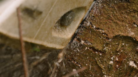 slow motion close up view as chainsaw cuts deep into felled wood tree to make different size pieces 4k