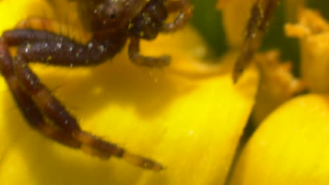 Crab-spider-on-yellow-flower-on-a-windy-day-making-a-sudden-attack-movement-extreme-close-up-shot