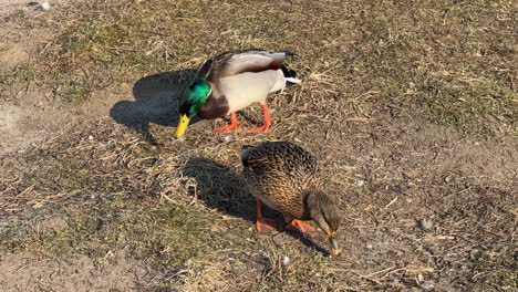 mallard duck pair foraging on dry ground