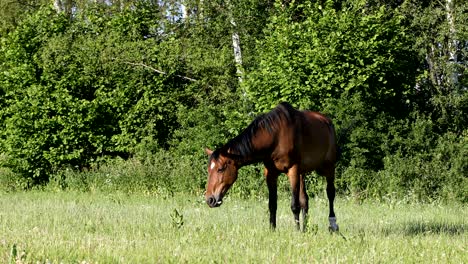 brown horse is grazing in a spring meadow