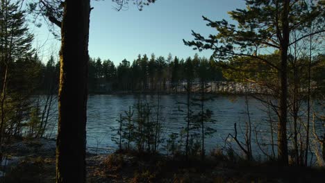flying towards the river in coniferous forest, tranquility concept, aerial