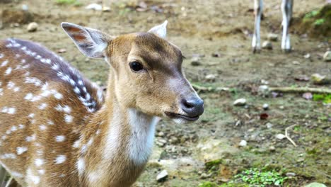 young beautiful female axis deer