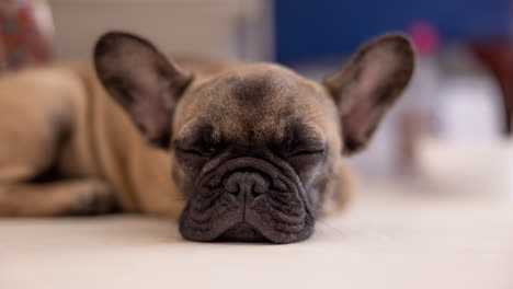 cute pet french bulldog puppy