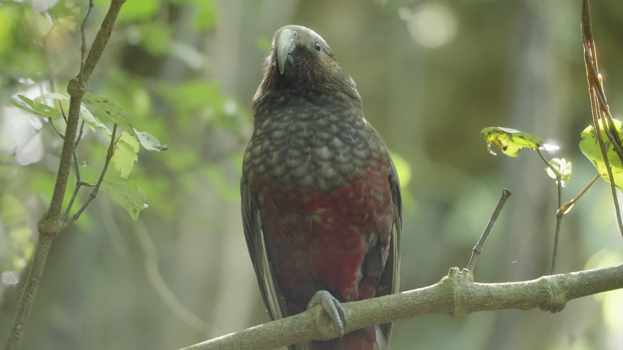 loro kaka descansando en la rama de un árbol en el bosque de wellington, nueva zelanda - de cerca