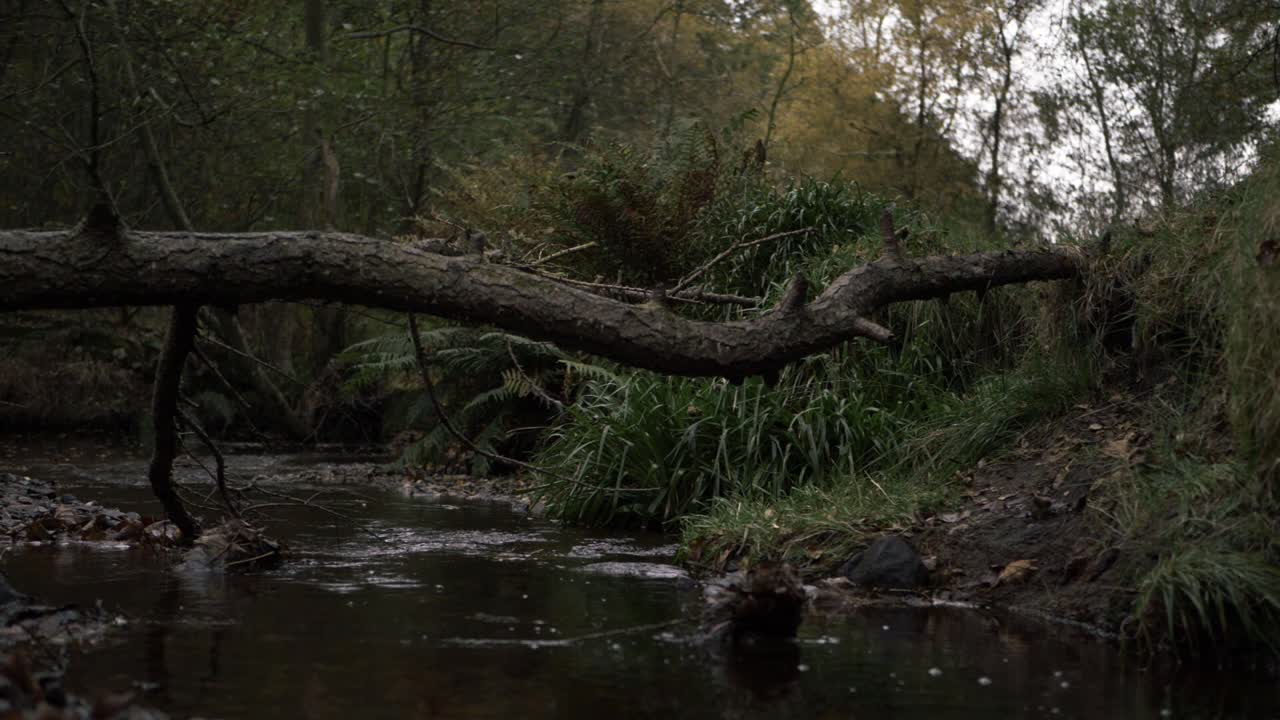 Natural stream with fallen tree wide tilting shot