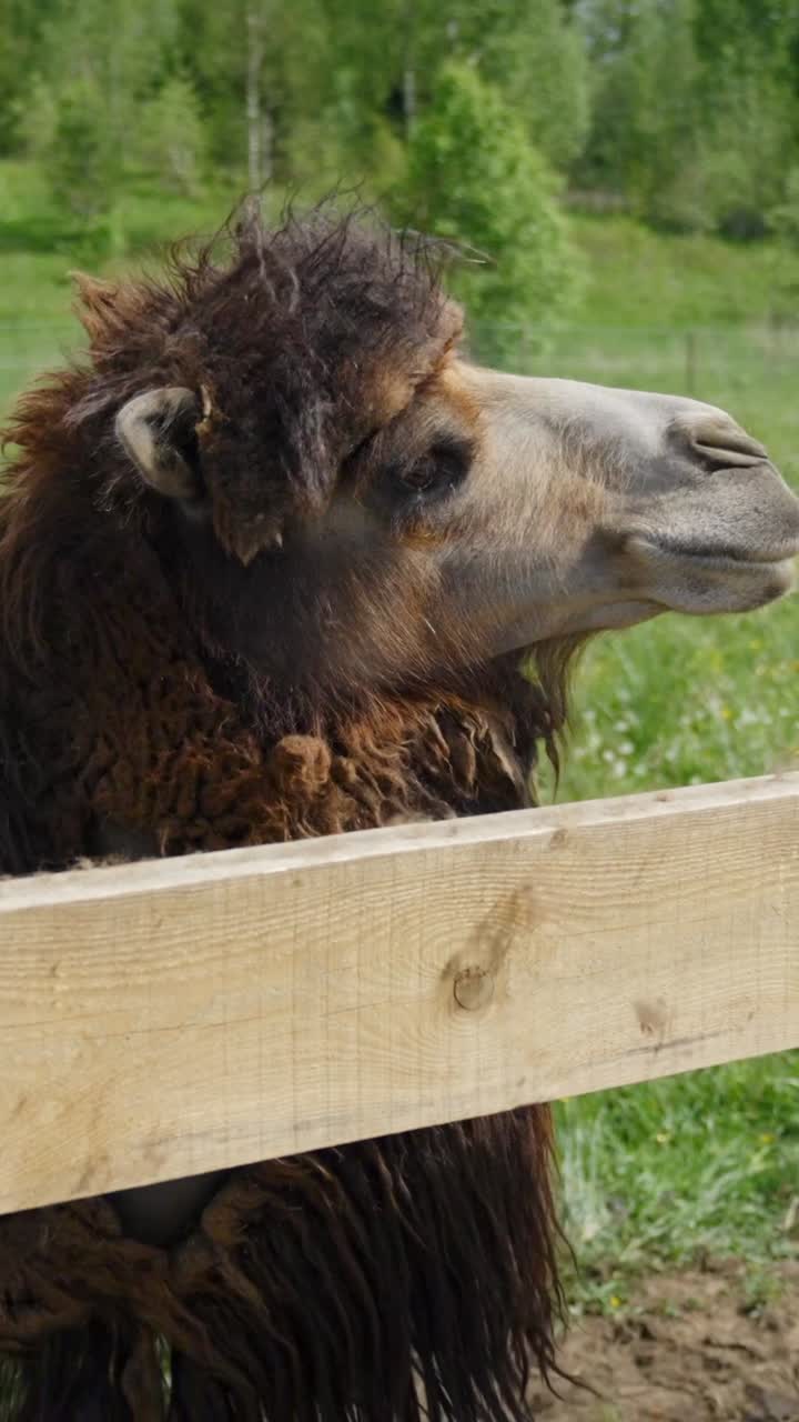 Close up of Bactrian camel head looking sideways behind wooden fence, vertical