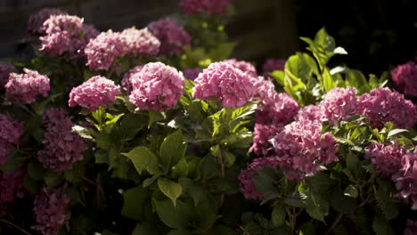 pink hydrangea bush in garden