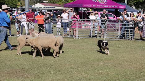 border collie herding sheep in a fenced arena