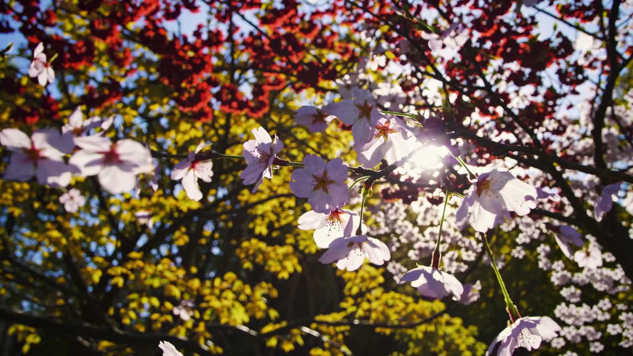 Fleurs printanières éclatantes dans un jardin ensoleillé, capturées en contre-plongée