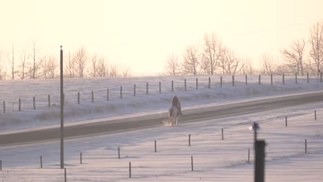 Junge-Frau-Reitet-An-Einem-Wintertag-Auf-Einer-Landstraße