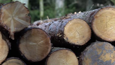 Wall-Of-Stacked-Wood-Logs-or-Trunk-At-Forest-for-the-industry-during-daytime