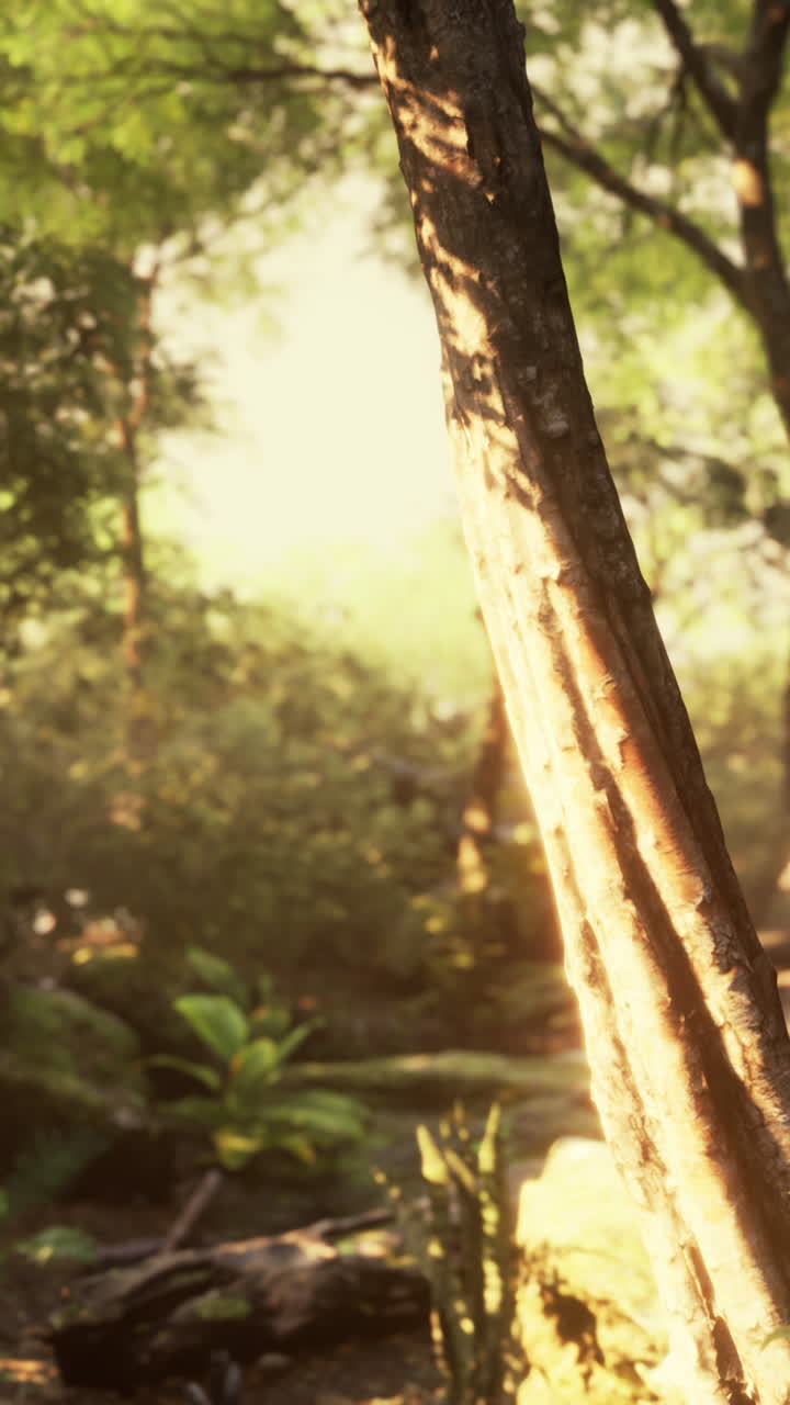 la luz del sol filtrándose a través de los árboles en un bosque exuberante