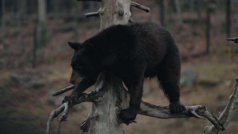 american black bear climbing on a dead tree in the forest