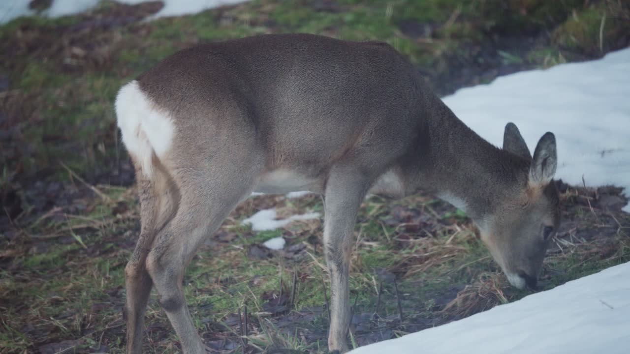 눈 잔디에 방목하는 어린 순록