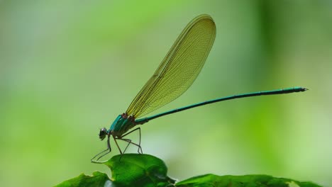 camera zooms in revealing this damselfly on the leaf bouncing with some wind in the forest, clear-winged forest glory, vestalis gracilis, thailand