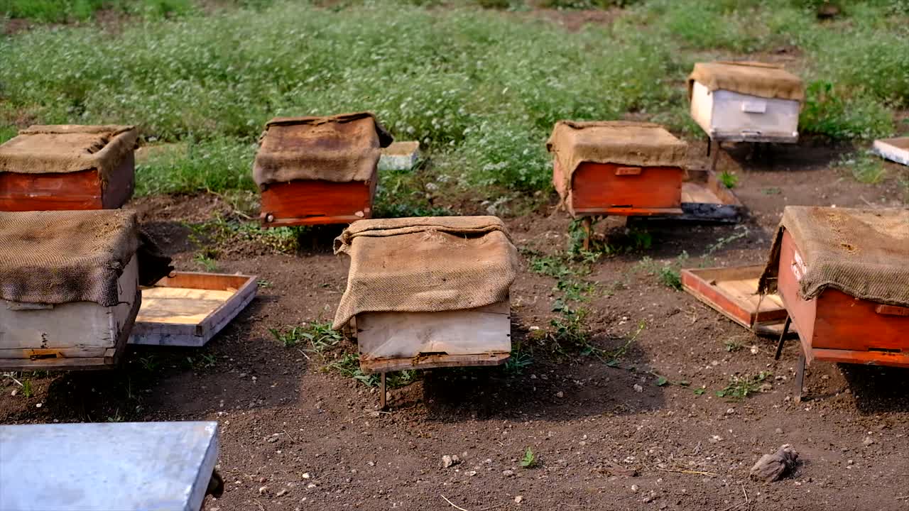 tierras de cultivo rural en los campos de colmenas de madera, colmenas de abejas en el colmenar, apicultura