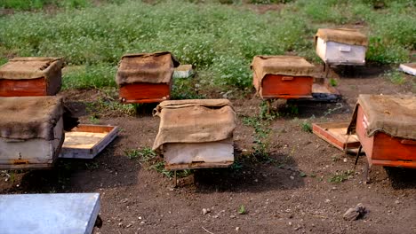 Tierras-De-Cultivo-Rural-En-Los-Campos-De-Colmenas-De-Madera,-Colmenas-De-Abejas-En-El-Colmenar,-Apicultura