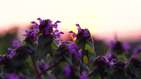 close up of purple dead nettles growing in a group and backlit by setting sun