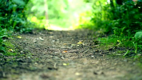 forest path