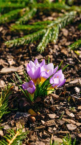 vertical full day timelapse close up of small crocus flower blooming through melting snow in early spring sun. thaw in winter from day till dusk.