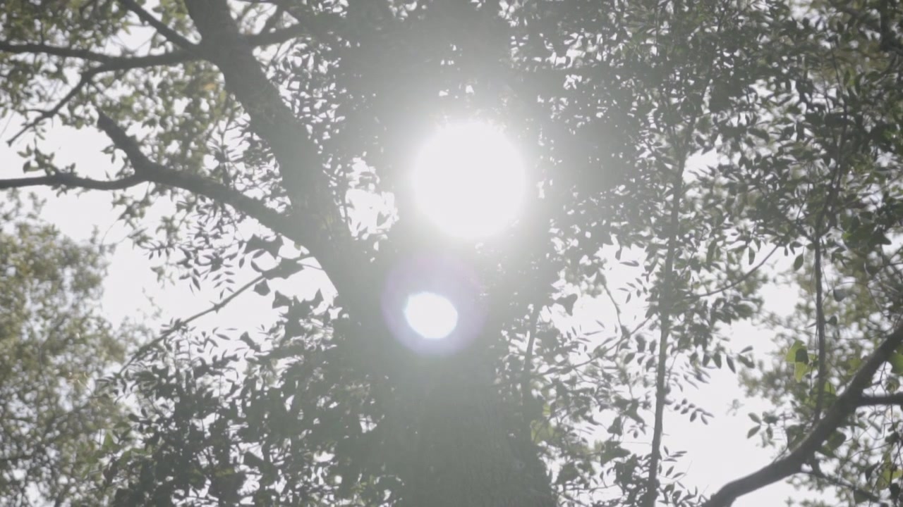 Alberi mediterranei in controluce con bagliore solare al rallentatore