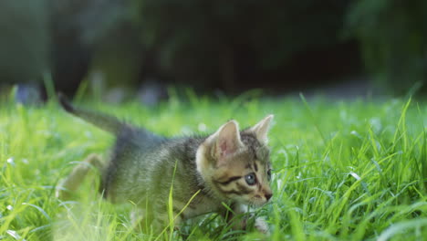 Close-up-view-of-a-grey-cute-kitty-cat-walking-slowly-on-the-green-grass-while-following-a-rope