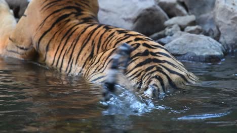 Una-Toma-Mediana-De-La-Cola-De-Un-Tigre-De-Bengala-Moviéndose-En-El-Agua,-Parque-Nacional-Ranthambhore