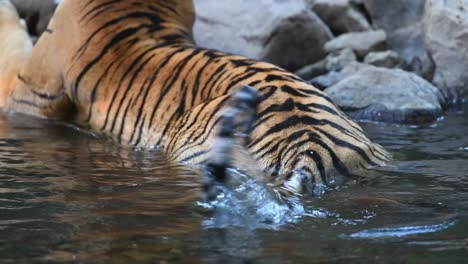 a medium shot of a bengal tiger's tail moving in the water, ranthambhore national park