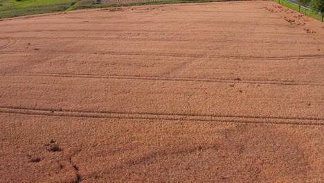 Flight-over-the-wheat-field-at-sunset