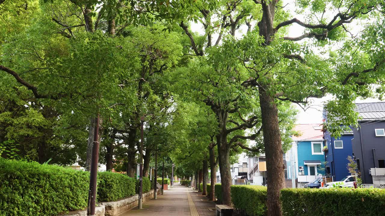 Quiet street and sidewalk framed by manicured green trees and bushes in a residential area