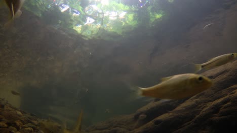 El-Parque-Nacional-Kaeng-Krachan-Es-El-Hogar-De-Muchos-Animales-Salvajes-Fantásticos-Y-Los-Arroyos-Son-Una-Fuente-De-Vida-De-Agua-Dulce-Para-Que-Los-Animales-Beban-Y-Los-Peces-Naden.