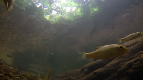 kaeng krachan national park is home to a lot of fantastic wild animals and the streams are life source of fresh water for animals to drink and for fish to swim around