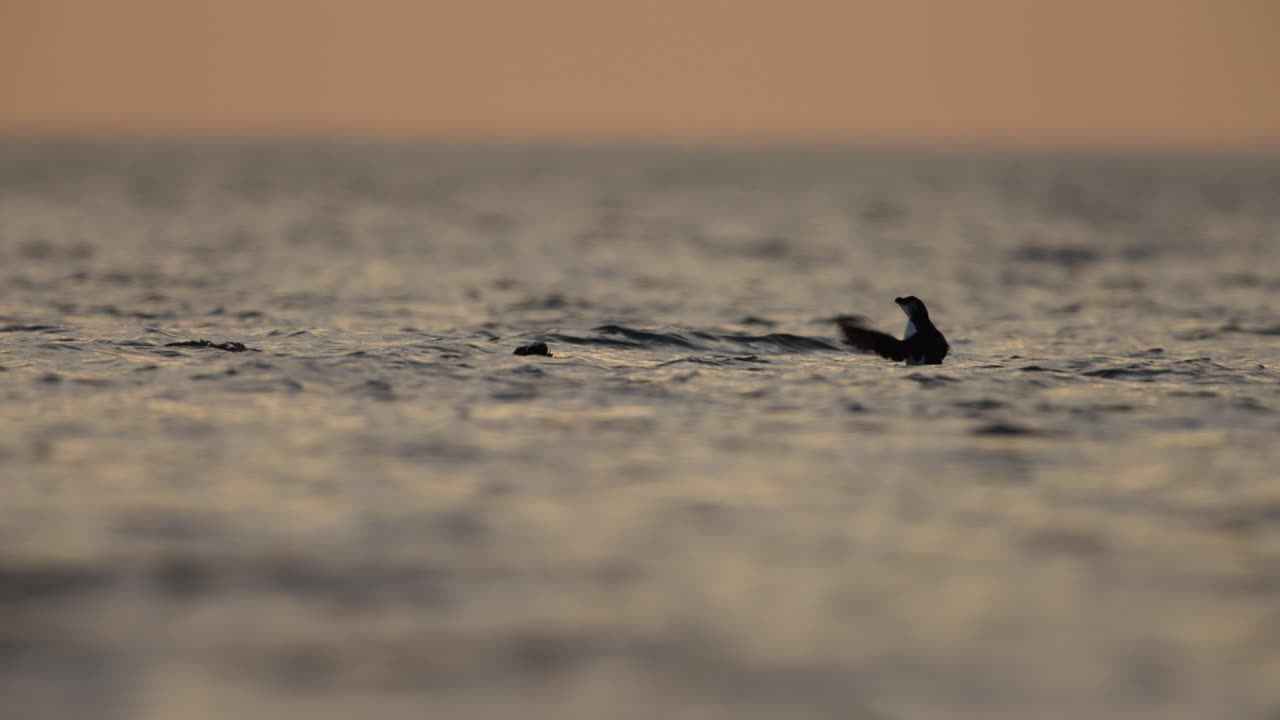 해가 뜨고 해가 지면 바다에서 헤엄치는 새들