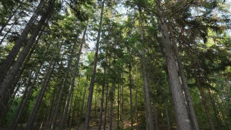 low angle, tilt up shot of a tall pine tree forest