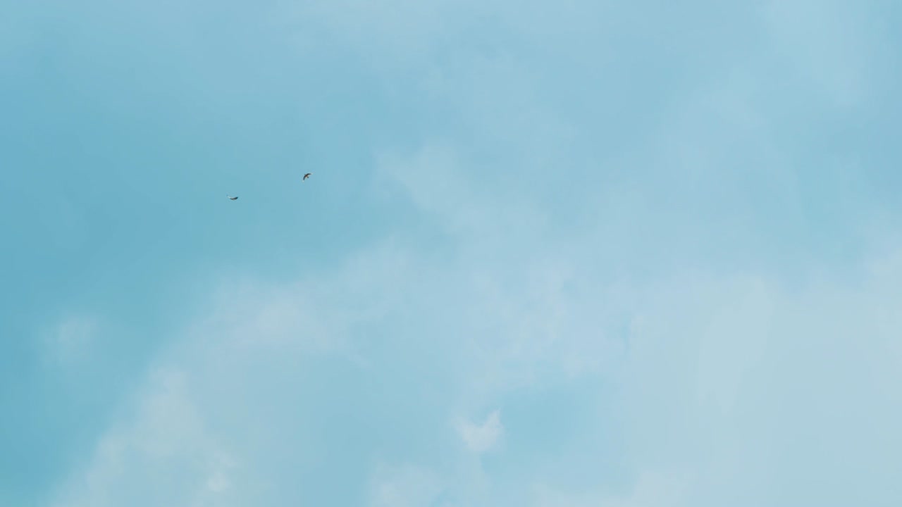 멀리 있는 푸른 하늘을 함께 날고 있는 두 마리의 매