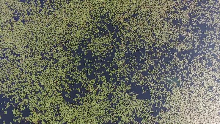 Castagna d'acqua (Trapa natans), castagna e varie altre noci acquatiche (come il
