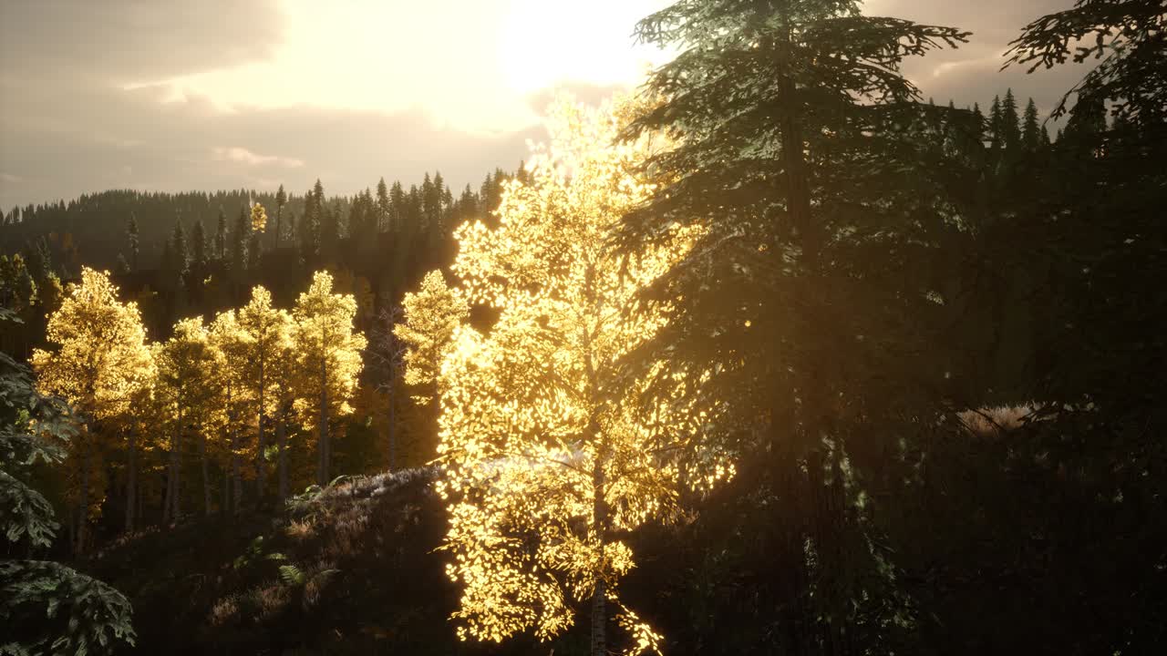 ⁇ 빛의 광선은 나 ⁇ 가지를 통해 그들의 길을