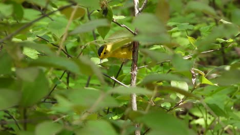 Wilson's-warbler-in-low-ground-green-bush