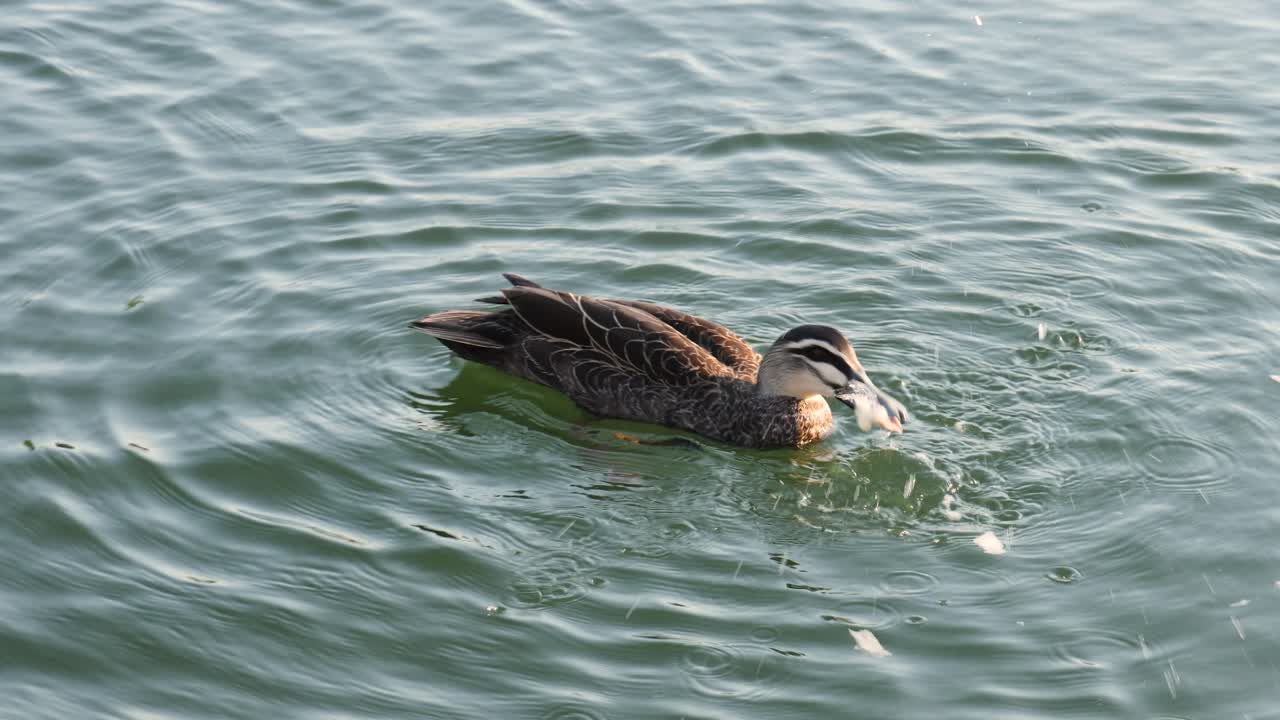Anatra mangia pane mentre nuota in un lago