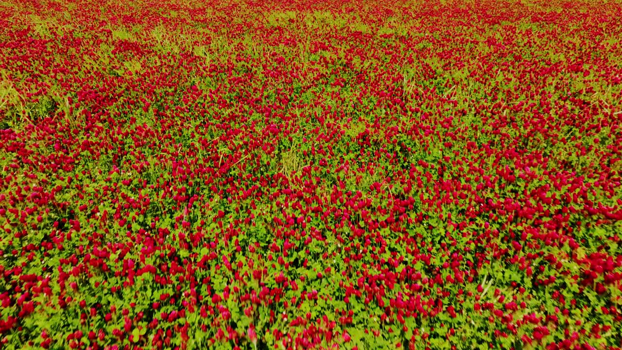 Cinematic aerial, wide red clover fields across peaceful Northern European