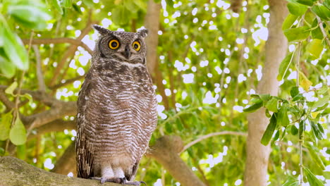 el búho del águila relajado en el árbol mira estoicamente y parpadea grandes ojos amarillos